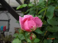 20.07.2009 012.webp