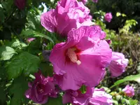 20.07.2009 024.webp