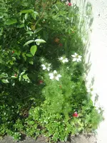 20090518_8325.webp