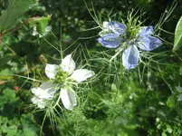 20090525_8405.webp