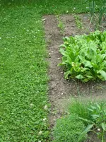 Rasenkanten vorher.webp