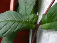 Cobea 2009.07.20 2.webp