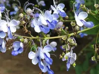 baumblueten.webp