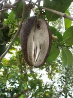frucht.webp