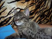 coco-dreams.webp