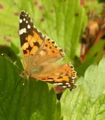 2009  Garten -7-4 Falter 103-1.webp