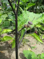 Kürbis am Stil Blüte 40%.webp