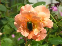 2009  Garten -7-4 Rose lachs m.Käfer 083.webp