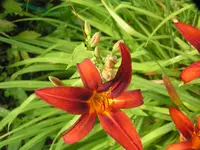 2009  Garten -7-4 Taglilie rost 059.webp