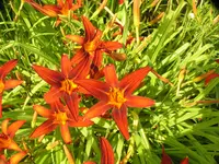 2009  Garten -7-4 Taglilien rost 058.webp