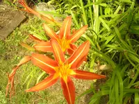 2009  Garten -7-4 Taglilie lachs 086.webp