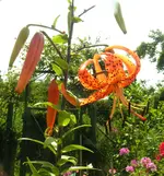 2009  Garten -7-4 Tigerlilie 104-1.webp