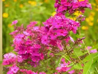 2009  Garten -7-4 Pflox 017.webp