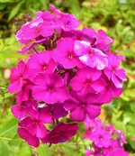 2009  Garten -7-4 Pflox lila 027-1.webp