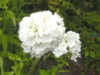 2009  Garten -7-4 Pflox ws 039-1.webp