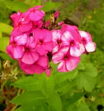 2009  Garten -7-4 Pflox 026-1.webp