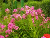 2009  Garten -7-4 Pflox +Zaun 035.webp