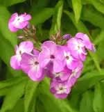 2009  Garten -7-4 Pflox lila-ws 028-1.webp