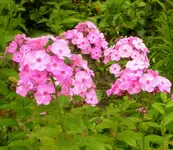2009  Garten -7-4 Pflox rs 018-1.webp