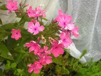 2009  Garten -7-4 Pflox rs 025-1.webp