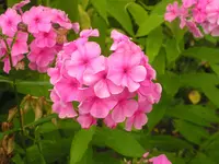 2009  Garten -7-4 Pflox rs 029-1.webp