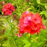 2009  Garten -7-4 Pflox rt 031-1.webp
