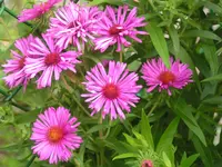 2009  Garten -7-4 Rauhblattaster pink 092.webp