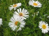 2009  Garten -7-4 Rauhblattaster ws 090.webp