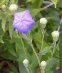 2009  Garten -7-4 Ballon Knospen 016-1.jpg