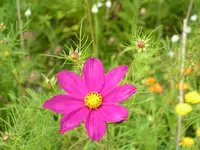 2009  Garten -7-4 046.webp