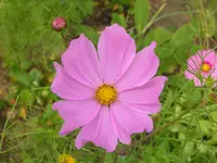 2009  Garten -7-4 049.webp