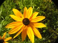 2009  Garten -7-4 053.webp