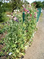 Garten 017.webp