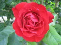 20090720_8994.webp