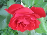 20090720_8996.webp