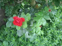 20090720_8999.webp
