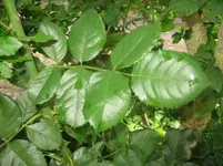 20090720_9000.webp