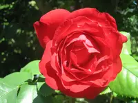 20090720_9005.webp