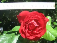 20090720_9007.webp