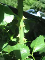 20090720_9010.webp