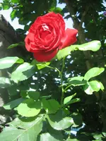 20090720_9011.webp