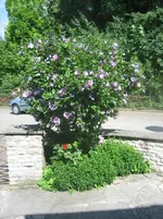 20090720_9014.webp