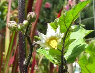 Kürbis am StielBlüte offen90%.webp