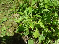 DSC02290.webp