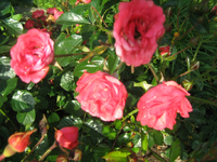 IMG_2159.webp