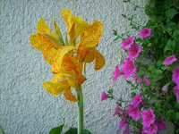 canna 20 juli.webp