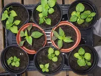 2009-07-20 Naga Jolokia + 2 Black Hungarian Pepper 59 Tage alt 1000kb.webp