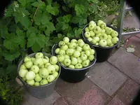 2009  Garten -7-4 Apfelernte 013.webp