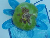 tomate.webp