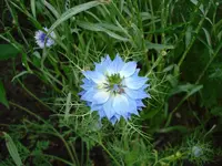 blaue grüne Jungfer.webp